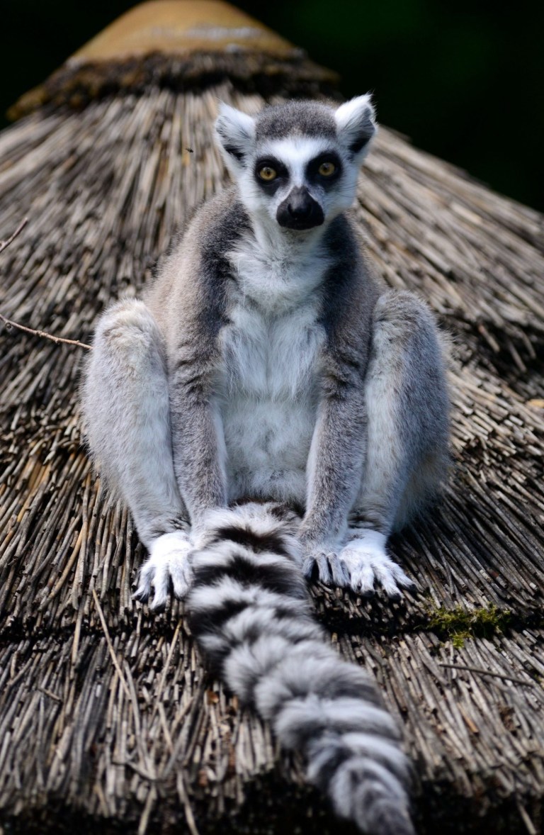 5 Animals that went extinct in 2020