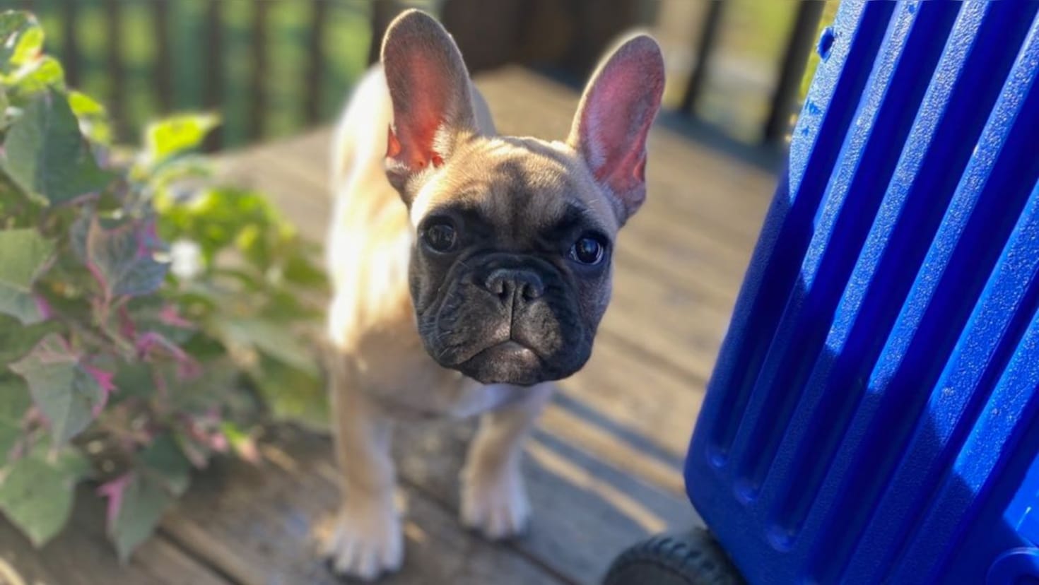 Kentucky town elects dog as mayor: He’s ‘all ears’