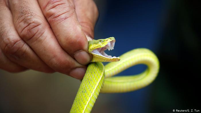 Cameroonian, Nigerian arrested for smuggling  80 cobras, vipers to London
