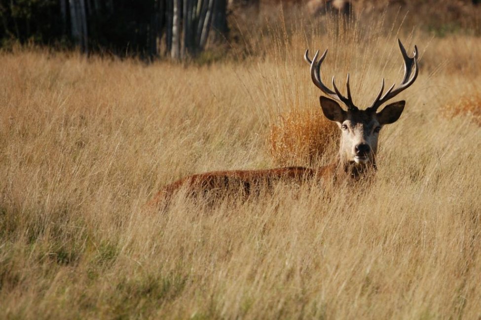 Deer steals hunter’s gun, flees into woods