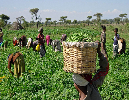 FCT selects 60 farmers to benefit from fishery inputs