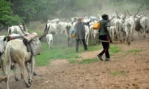 Herdsman Kills Osun Farmer, Youths Storm Fulani Settlement