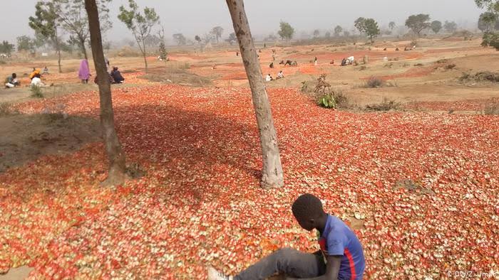 Northern Tomato Farmers, Traders Lose Over ₦10 Billion In One Week, Cry Out