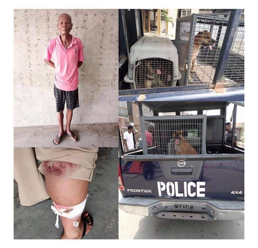 Policewoman Bitten As Man Unleashes His Dogs On Her During An Operation In Lagos