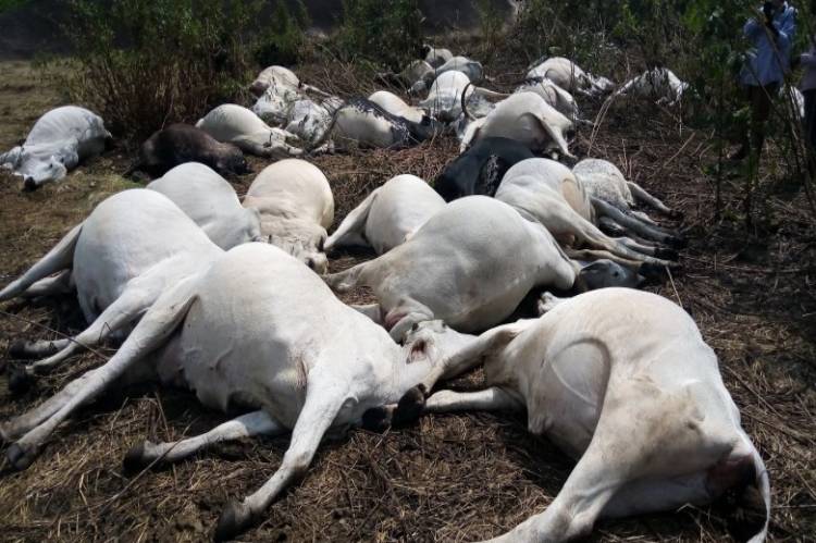 Thirty cows die mysteriously in Ondo