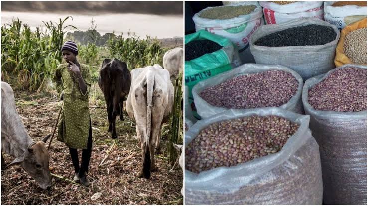 No food for South West until Fulani are safe – Miyetti Allah