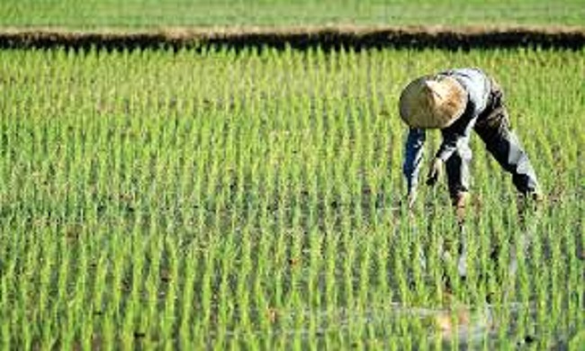 Farm Protection, Agric Funding, A Panacea To Food Security, Unemployment In Nigeria – ActionAid