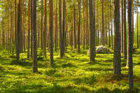 Wet Season: NGO urge residents of Gombe to plant more trees