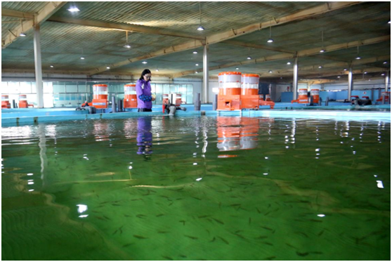China employs 546 “fish guards” to protect ecology in Qinghai Lake