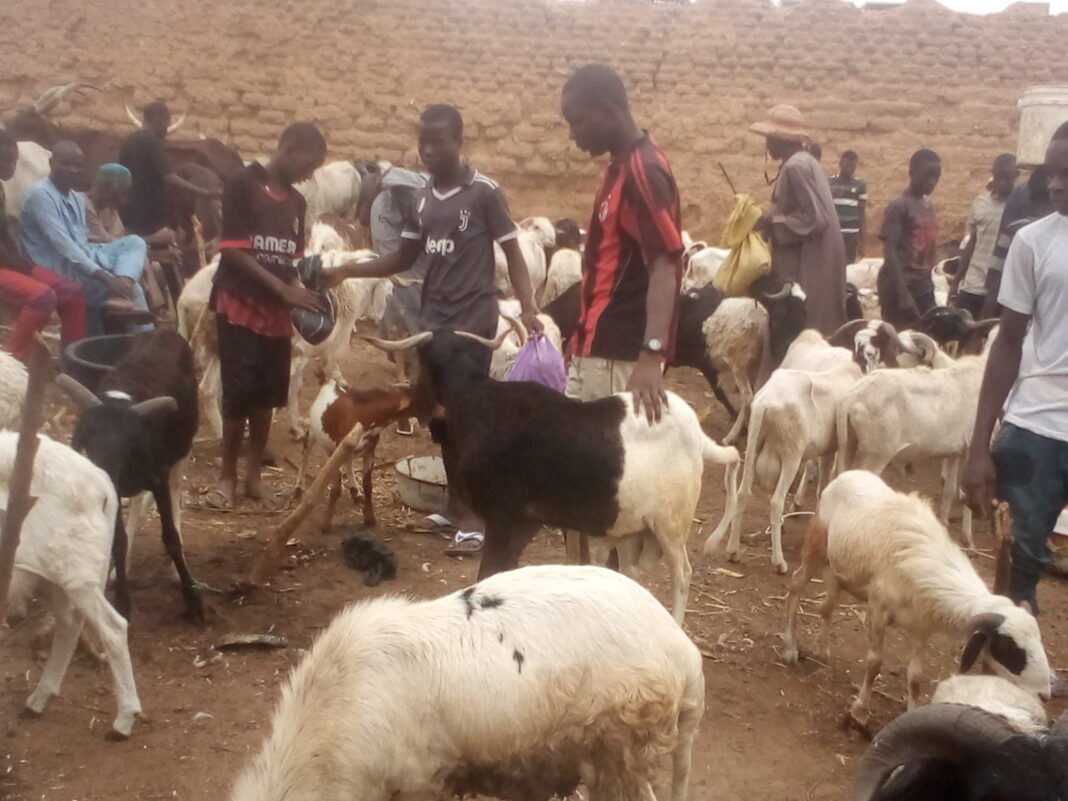 Despite The Economic Situation, Livestock Sellers Makes Profitable Business In Kano-Dealers