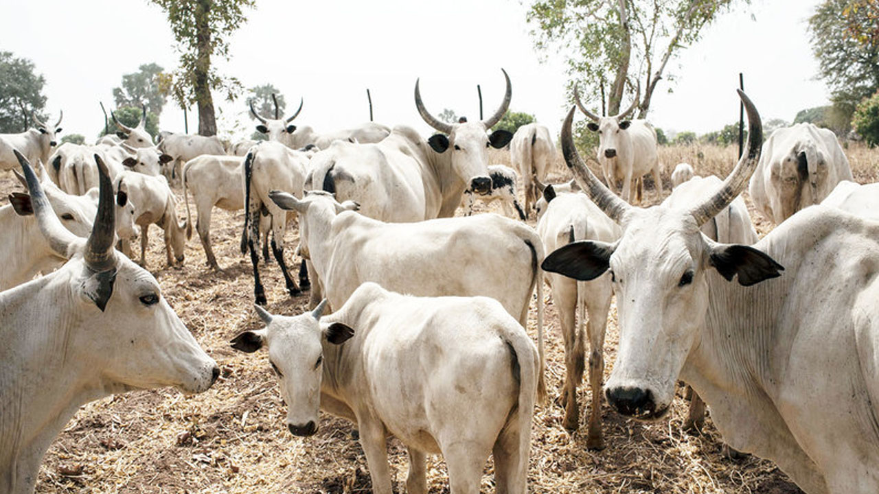 Miyetti Allah Drags Gov Ortom to Court for Seizing Cows