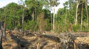 Kano govt partners foundation to preserve forest reserves