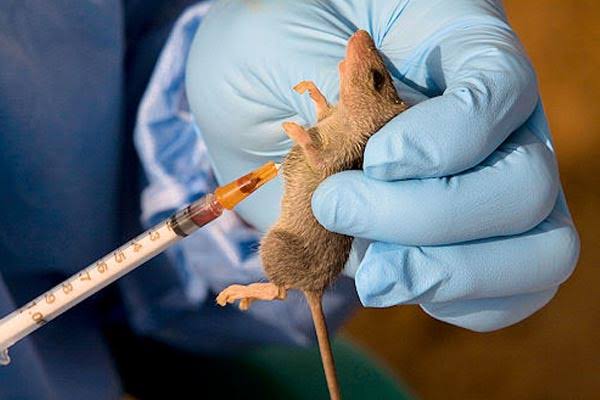 Lassa fever:  40 die, 4 health workers infected–NSCDC
