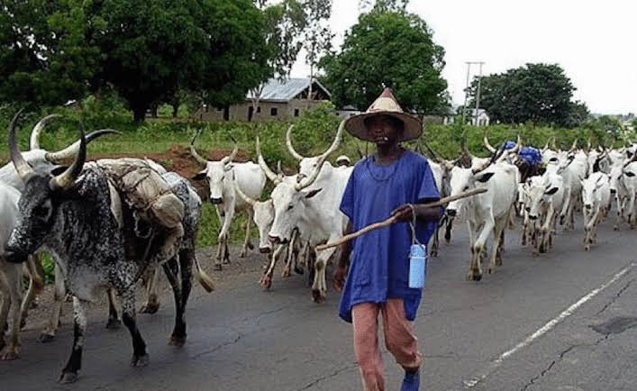 Lawmaker kicks as Anti-Open Grazing Bill suffers setback in Edo