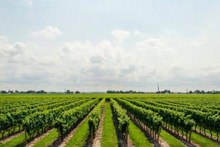 Foundation makes case for advancement of agric in conflict areas