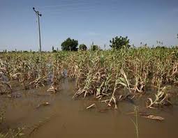 Excess Flooding Causes Food Shortage In Jigawa State -Investigation