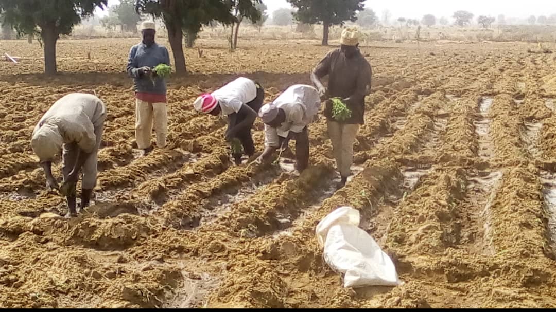 Jigawa State Farmers Called Upon To Adopt Advices Issued By NIMET On Timely Plantings