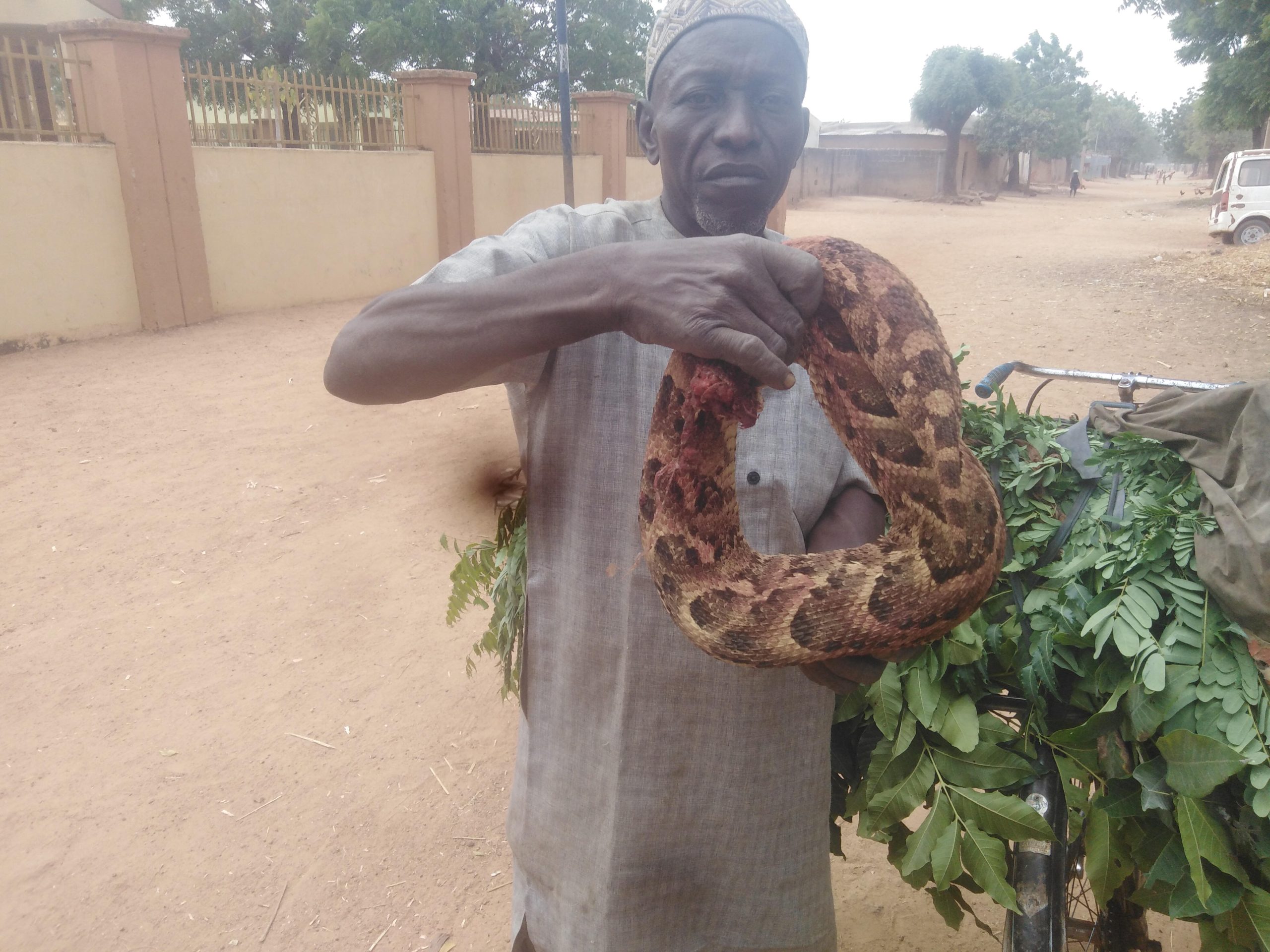 Ministry Of Education Called Upon To  Fumigate GGSS Kwa As Snakes Threatens  Students In Soakaways.