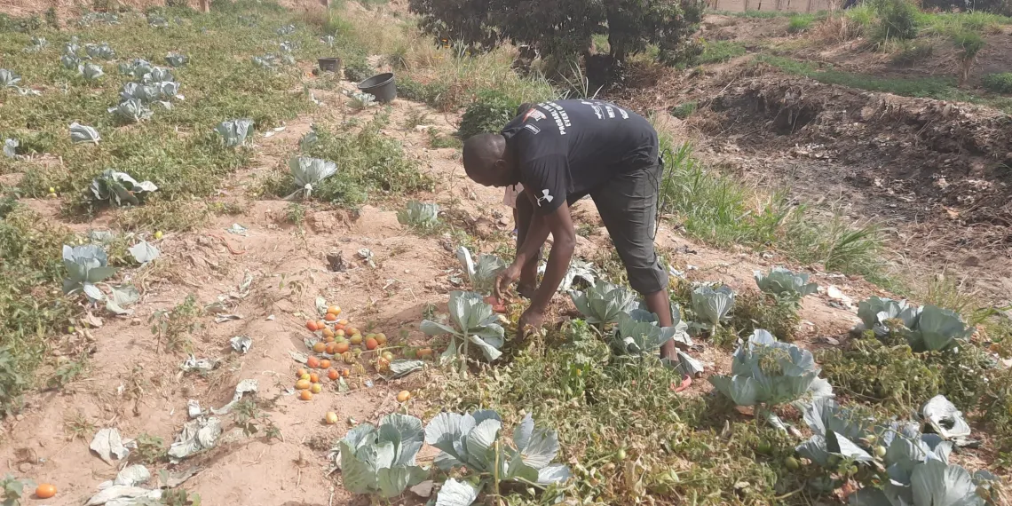 Challenges Mount for Farmers in Nigeria’s “Food Basket” Amid Climate Change