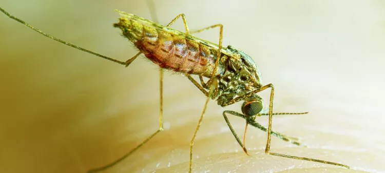 ‘Why Nigeria Still Battles With Malaria’