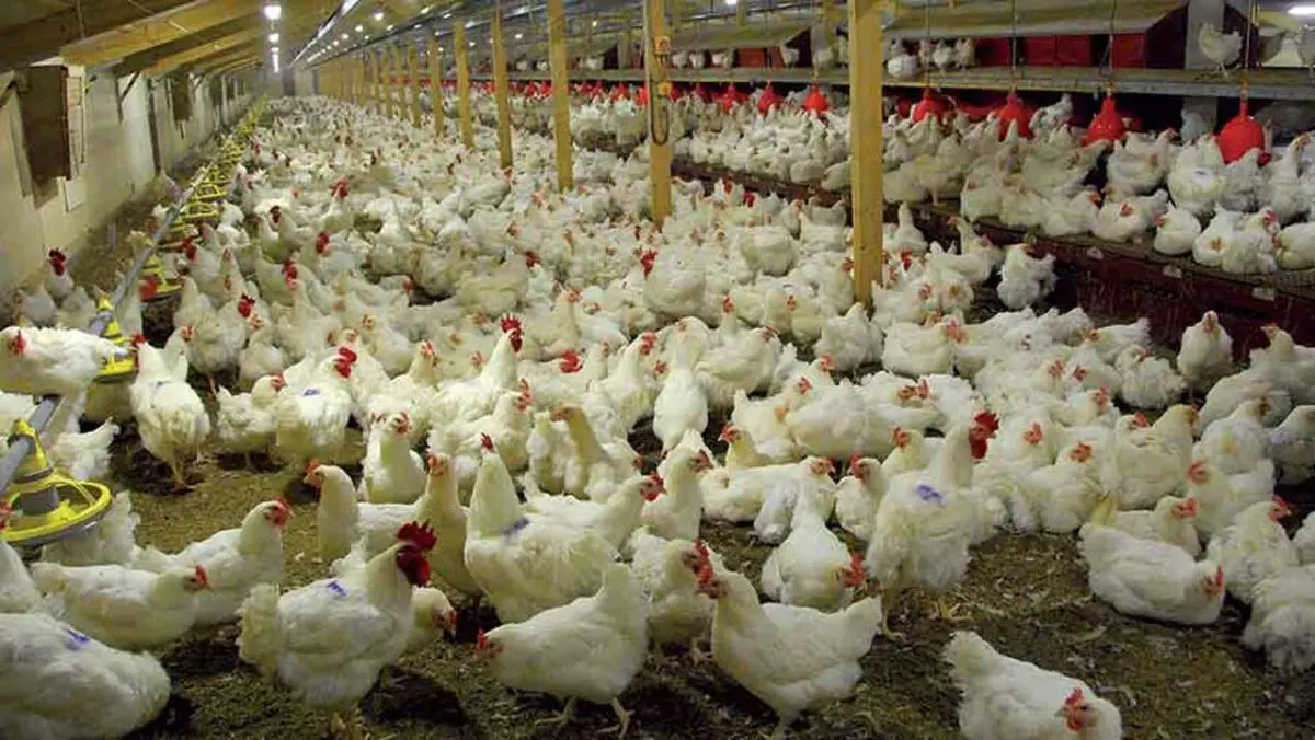 PAN Reports Closure of 30% Poultry Farms in Six Months Due to Sector Challenges