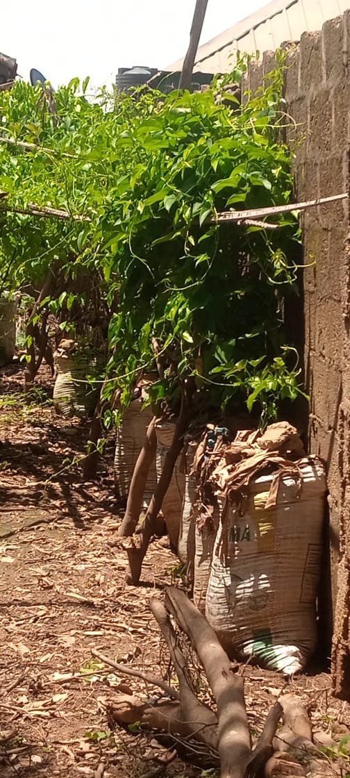 Insecurity: Kaduna city streets, and roadsides taken over by farmers