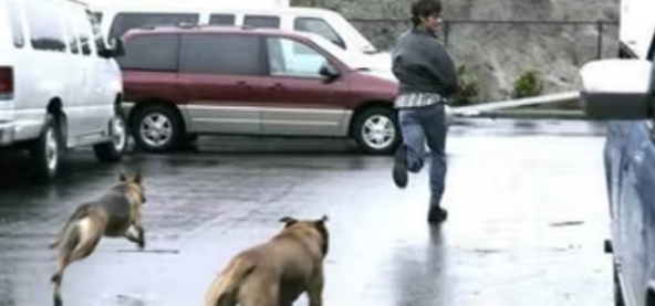 8 Tips for Staying Safe When a Dog Is Chasing You