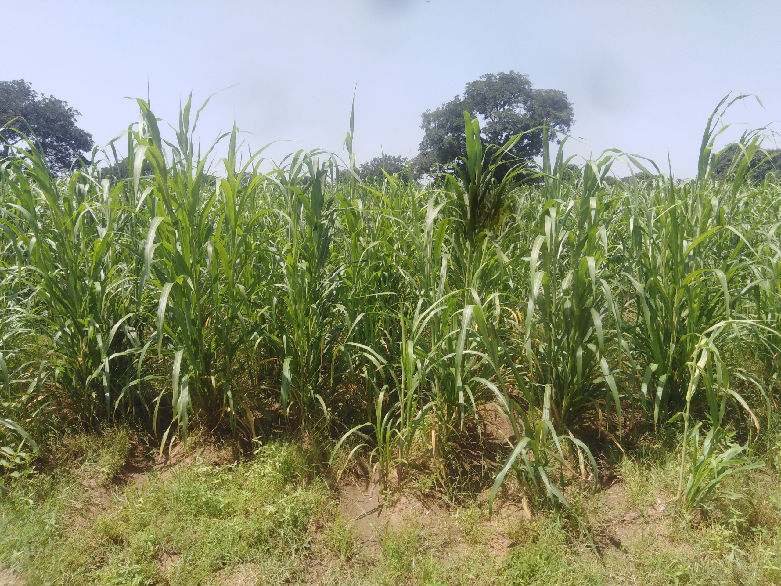 E-Moringa Organic Fertilizer Boosts Soil Fertility – Kano Farmers