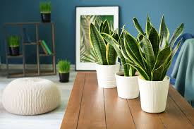 Best Air-Purifying Indoor Plants for Your Home