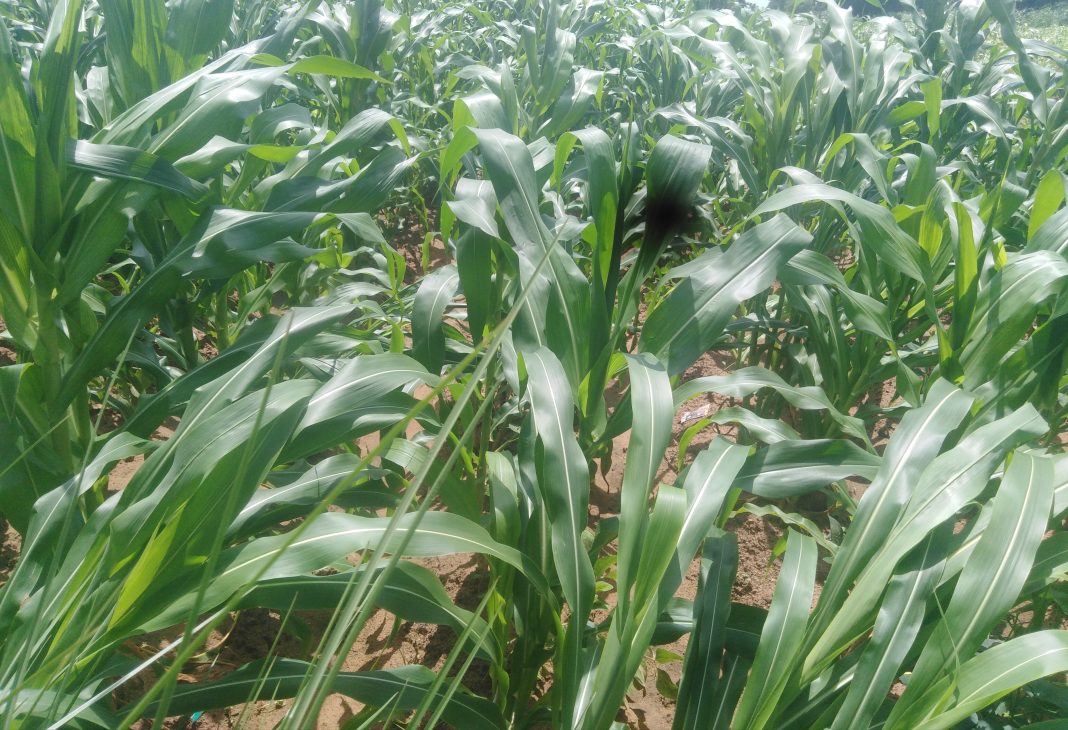 Bagwai LG Reaffirms Commitment to Agricultural Growth, Pledges Support to Residents