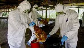 Bird Flu Outbreak in Kano: 32 Chickens Dead, Dr. Gaya Raises Alarm
