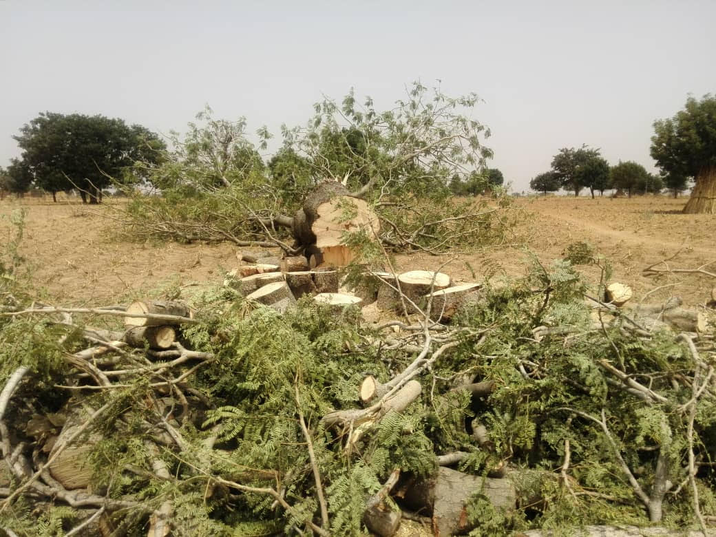 AFDA Calls on FG to Regulate Tree Felling to Preserve the Environment