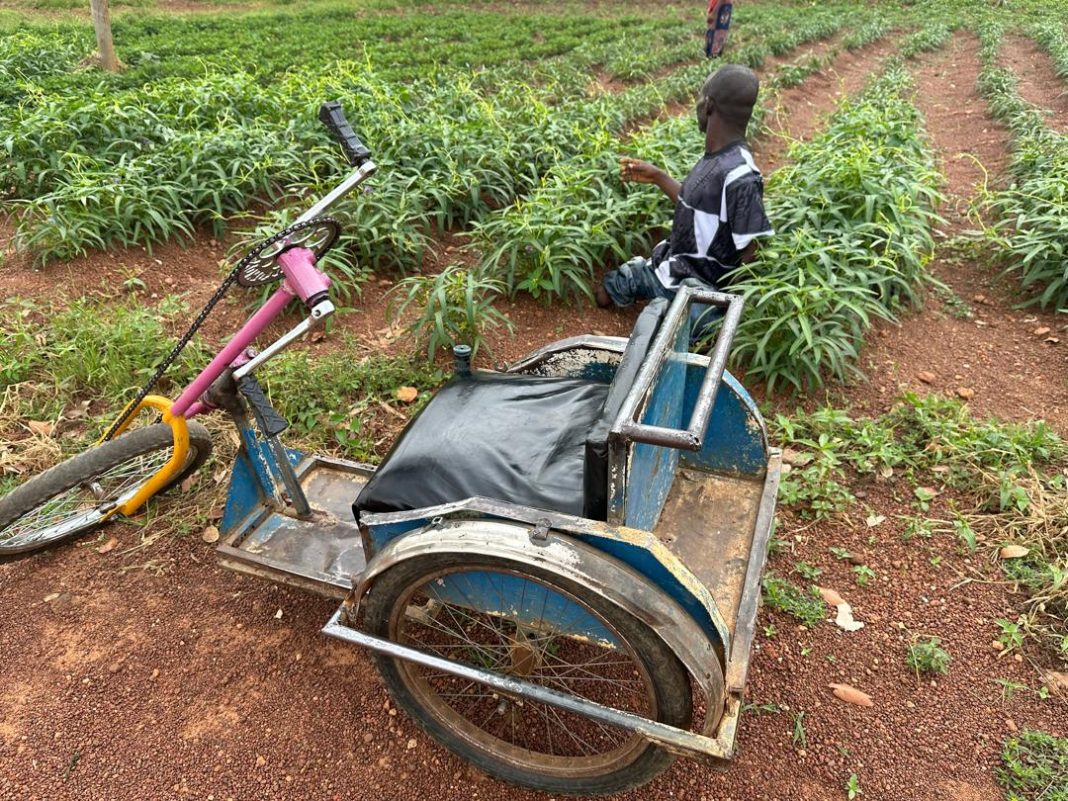 Kaduna: Disabled Farmers Embrace Modern Techniques for Self-Reliance
