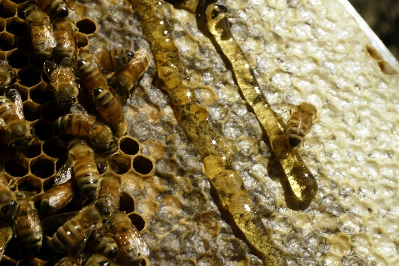 The Chemical Secrets That Keep Honey Fresh for Ages