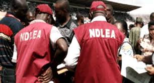 NDLEA Arrests Suspect With 9kg Cannabis Worth Over ₦10m Along Zaria-Kano Road