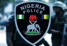 Police Arrest Suspects, Recover Rustled Cattle and Ammunition in Kaduna Operations