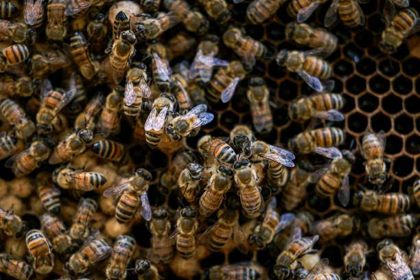 Group Raises Alarm Over Threats to Global Honey Bee Population